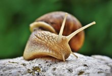 Улиточная терапия: причины отказаться от живых улиток на лице