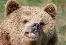 Кровавые пастбища: медведи рвут домашний скот в области Абай