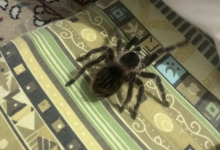 Сбежавшая самка паука напугала жителей жилого дома в Уральске