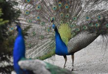 Мужчина назло соседке убил и съел своих павлинов