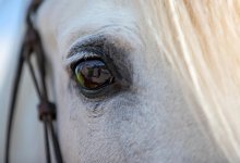 Автомобиль на скорости врезался в лошадь в Павлодарской области (ВИДЕО)
