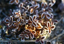 Заморозки до -3 градусов ожидаются в Казахстане