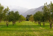 Еще 110 га яблоневых садов разобьют до 2027 года в Казахстане