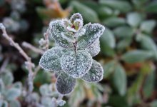 Жителей Астаны и Алматы предупредили о заморозках