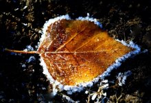 Заморозки ожидаются в трех областях 7 октября