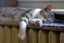 Дархан Сатыбалды поручил начать отопительный сезон в Алматы досрочно