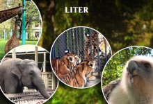 Как живут любимцы алматинцев: зоопарк, где у медведя кондиционер, а у ягуара игрушки