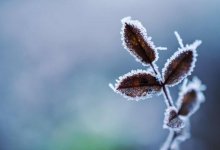 Ночные заморозки прогнозируют синоптики в Астане