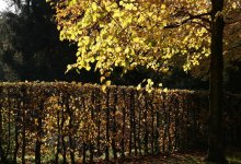 Теплая погода без осадков ожидается в Шымкенте