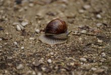 Улитка повредила светофор и стала причиной ДТП