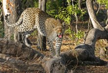 Леопард растерзал девочку, а перед этим тигр напал на велосипедистов в Индии