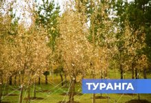 В Астане впервые высадили дерево туранга, спасавшее казахов от гибели  в Голодомор