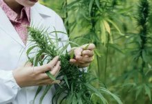 Предлагали вложиться в медицинский каннабис: финпирамиду раскрыли в Кокшетау