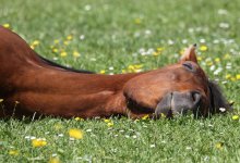 BMW сбил лошадей на трассе Екатеринбург – Алматы