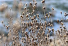 Морозные ночи и северный ветер будут задавать погоду в Астане