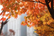 О сильном ветре предупредили жителей Шымкента