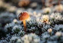 Дождь, снег и туманы прогнозируют синоптики в Казахстане 14 октября