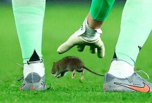 Крыса на футбольном поле едва не сорвала матч Уэльс - Бельгия