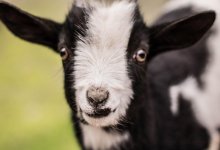 Козленок в подгузнике удивил посетителей детского центра в Уральске