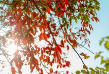 До +26 градусов пообещали в Шымкенте