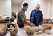 Кости мамонта нашли в Акмолинской области