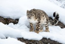 Снежного барса засняли в Катон-Карагае (ВИДЕО)