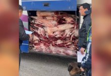 Пассажирский автобус вез 102 туши скота без документов на рынок в Алматы