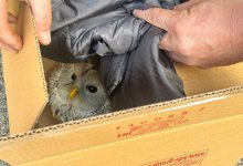 Травмированную сову спасли в Усть-Каменогорске (ВИДЕО)