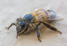 Укус пчелы вместо лекарства - работает или вредит