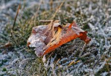 Ночные заморозки сохранятся в выходные в Астане