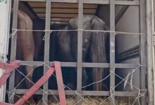 Серию краж скота на 11 млн тенге раскрыли в ЗКО (ВИДЕО)