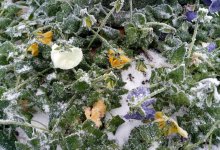 На почве заморозки до -4°С: что ждать от погоды в Астане