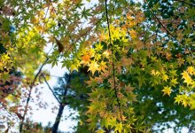 Сколько продлится теплая погода в Шымкенте