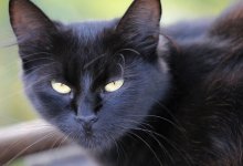 Приюты для животных перестали отдавать черных кошек