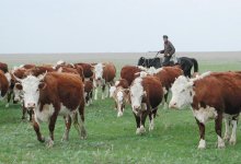 Казахская белоголовая – бренд страны