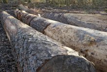 Директора филиала "Семей орманы" уволили после строгого выговора