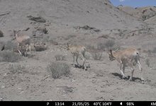 Краснокнижное животное попало в фотоловушку в Мангистауской области