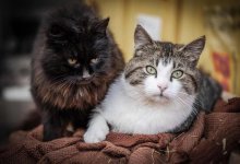 Запах невыносимый: в Атырау жильцы задыхаются из-за квартиры с десятком кошек