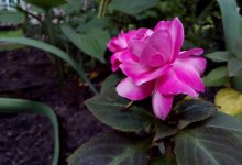 Женщина убила мужа и спрятала тело под клумбой с розами