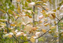 Дожди со снегом накроют большую часть Казахстана