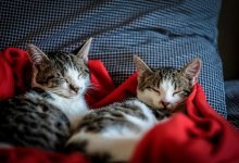 Мужчина выплатит алименты кошкам после развода