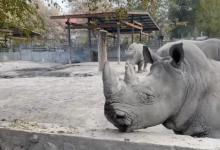 Мужчина напал на носорога в зоопарке Алматы (ВИДЕО)