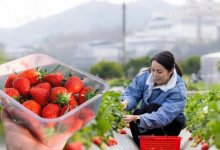 Сотни казахстанцев стали жертвами мошенников с работой в Англии