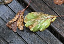 Дожди, туман и гололед ожидаются в Казахстане 26 октября