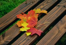 В Астане потеплеет к концу октября: без осадков и до +15 днем