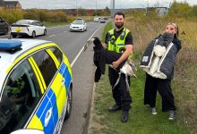 Полицейские в Англии "арестовали" лебедя