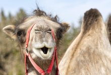 Штраф за верблюда получил житель Мангистау после ДТП