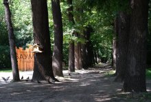 Неизвестные спилили деревья в роще Баума