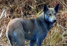 Синие собаки были замечены в Чернобыле