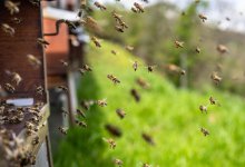 Отец и дочь погибли от укусов пчел